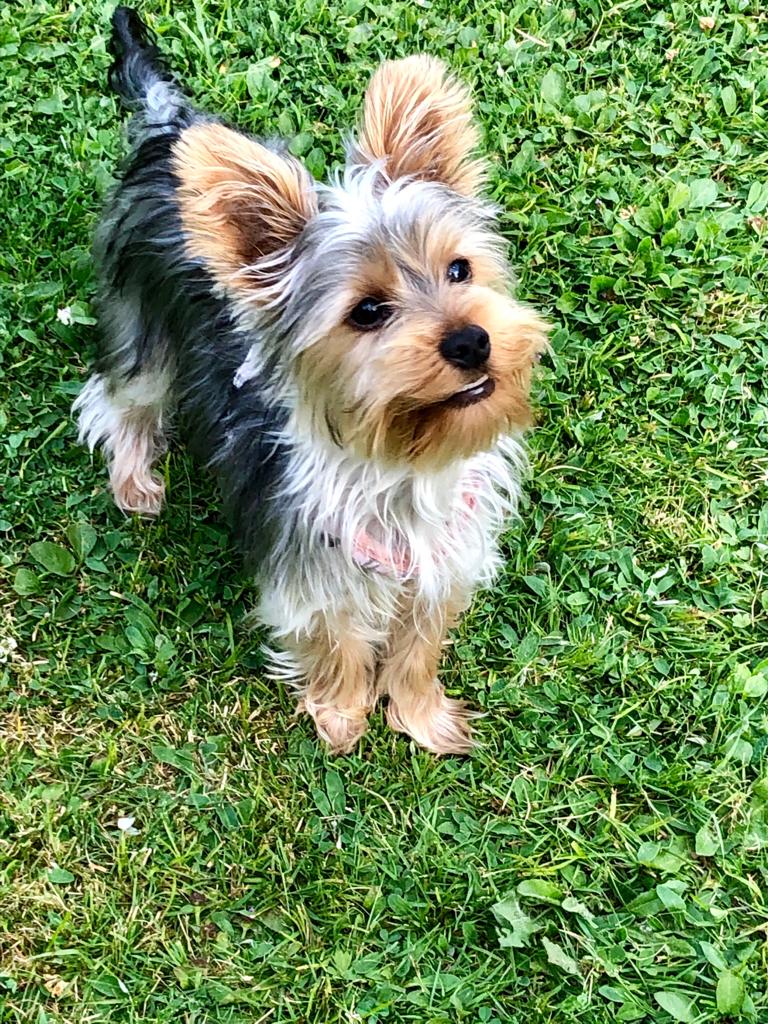 pattespartout-nos-animal-namur (2)
