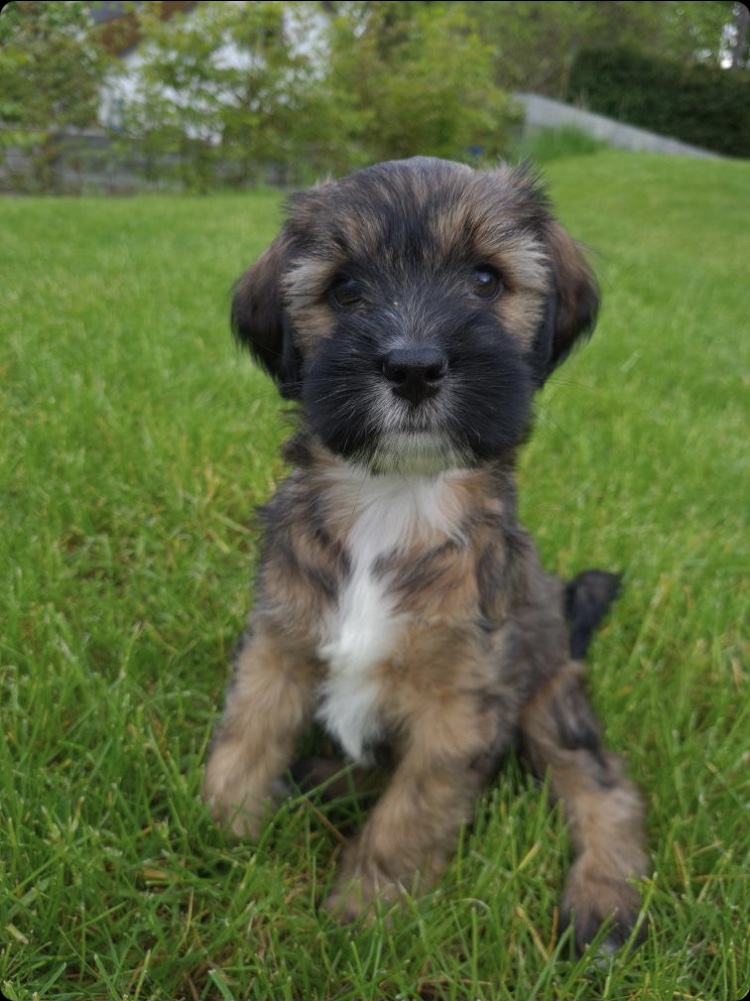 pattespartout-nos-animal-namur (7)