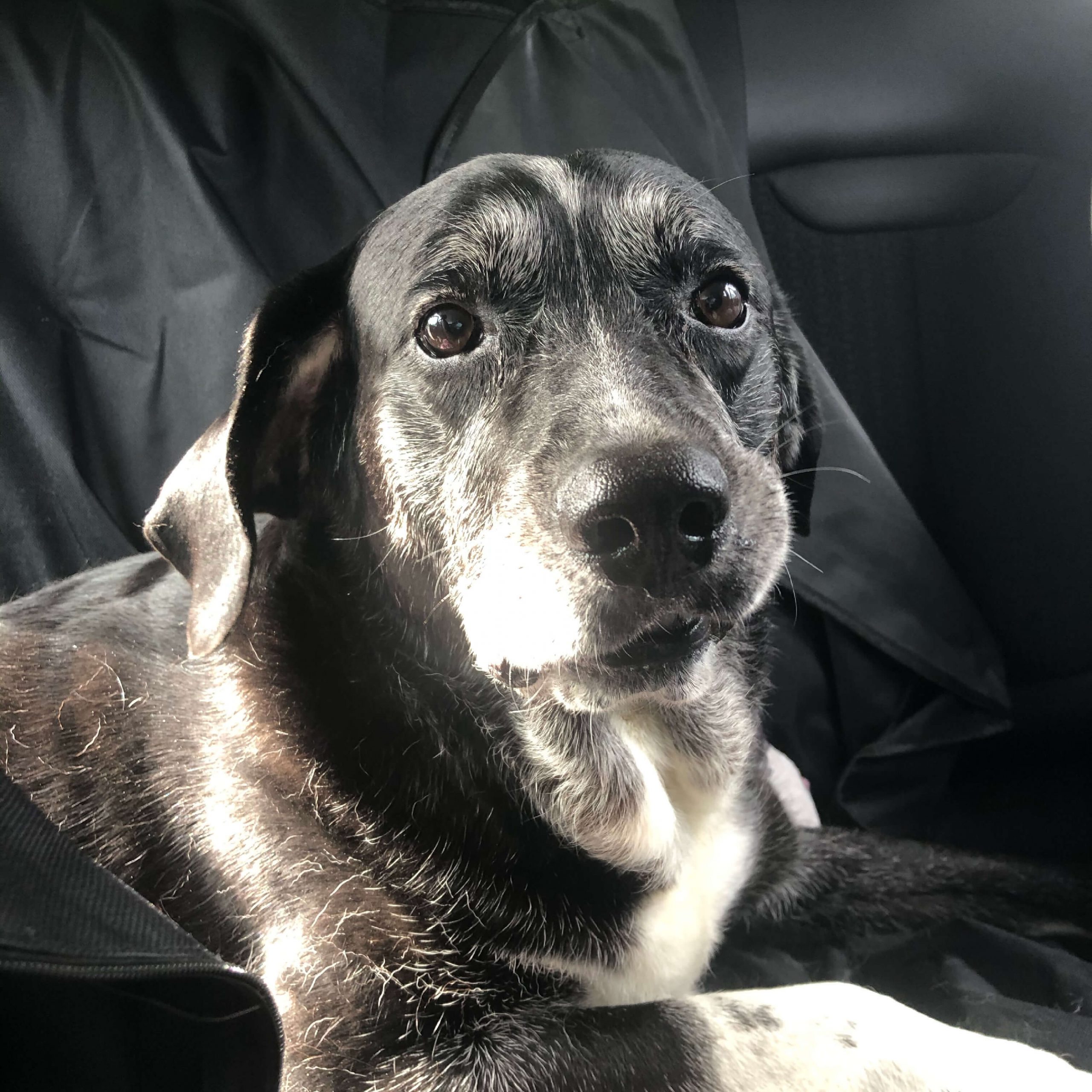 pattespartout-nos-chien (1)