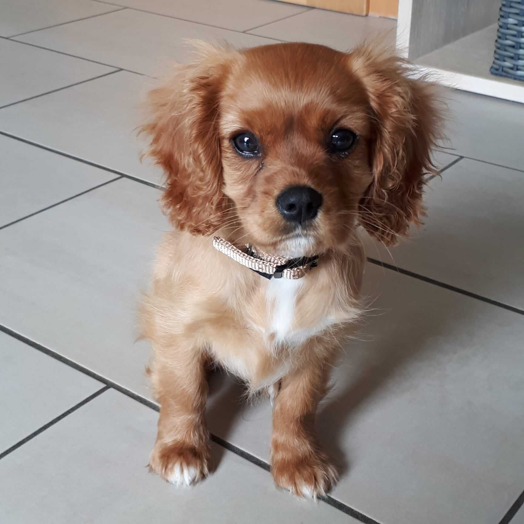 pattespartout-nos-chien (2)