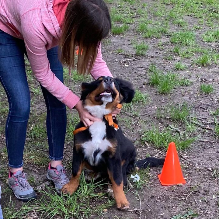 pattespartout-nos-chien (3)