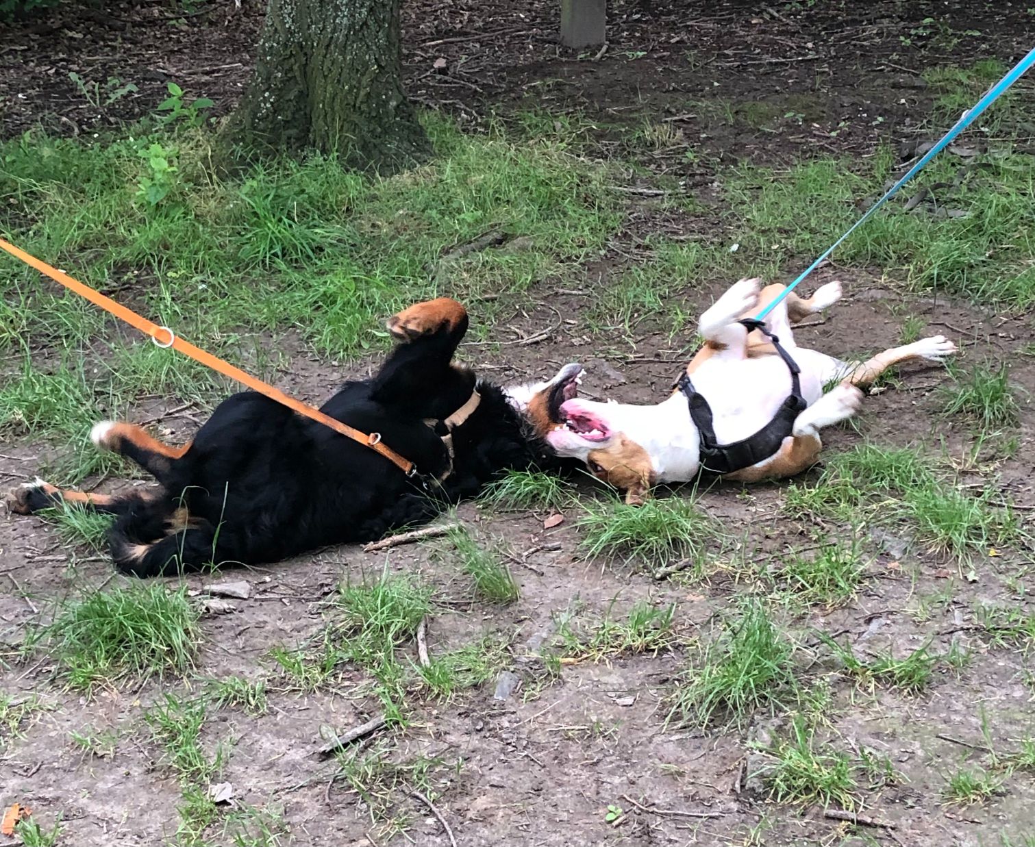 pattespartout-nos-chien (4)
