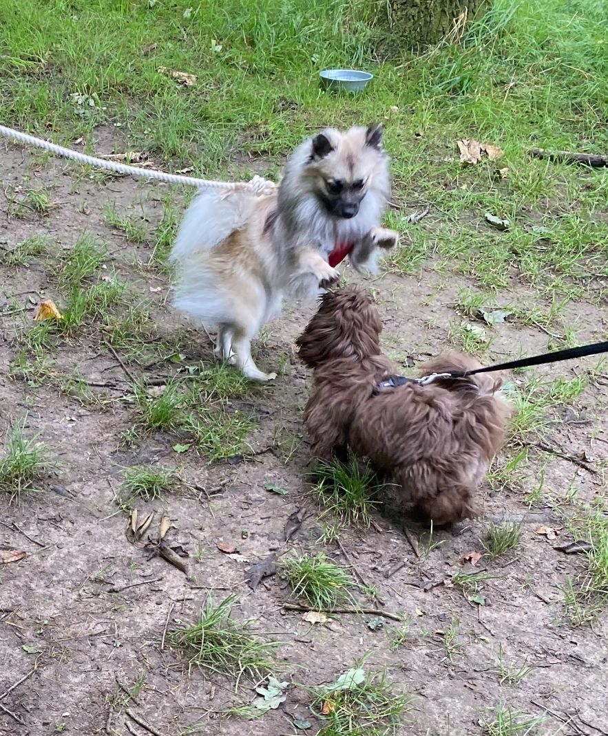 pattespartout-nos-chien (5)