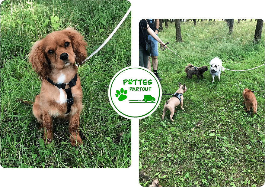 dog-walking-pattes-partout-namur 