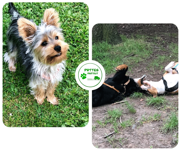 Pattes partout | Accueil