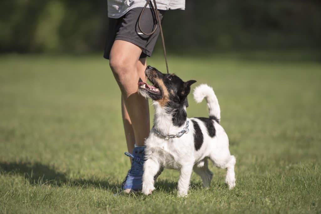 Pattes partout | Que faire de son chien pendant les vacances ? Guide à Namur