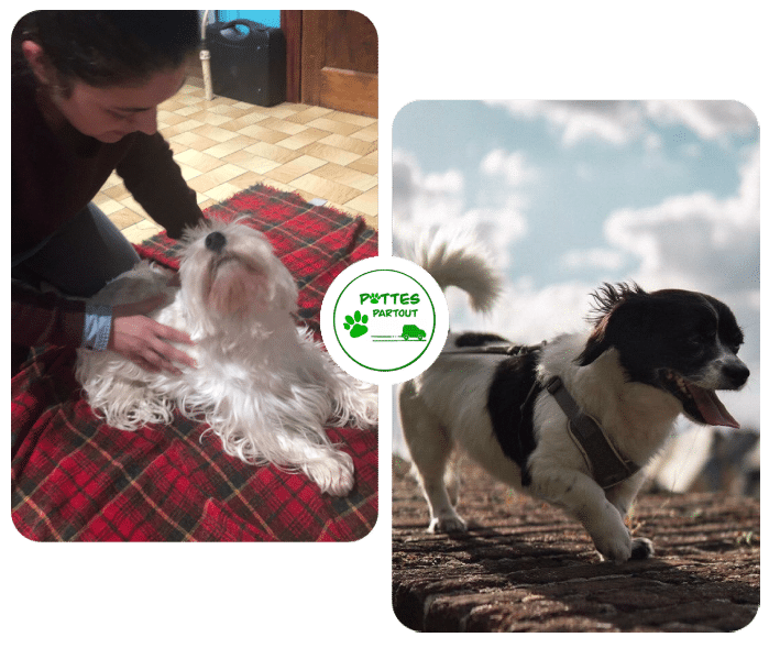 Pattes partout | Contact