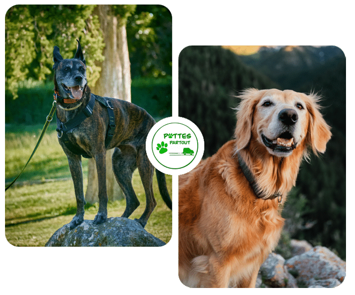 Pattes partout | Accueil