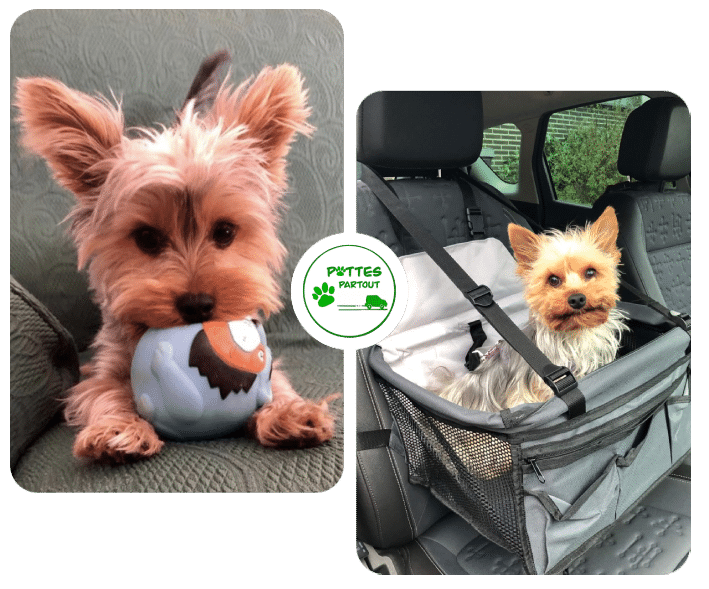 Pattes partout | Accueil