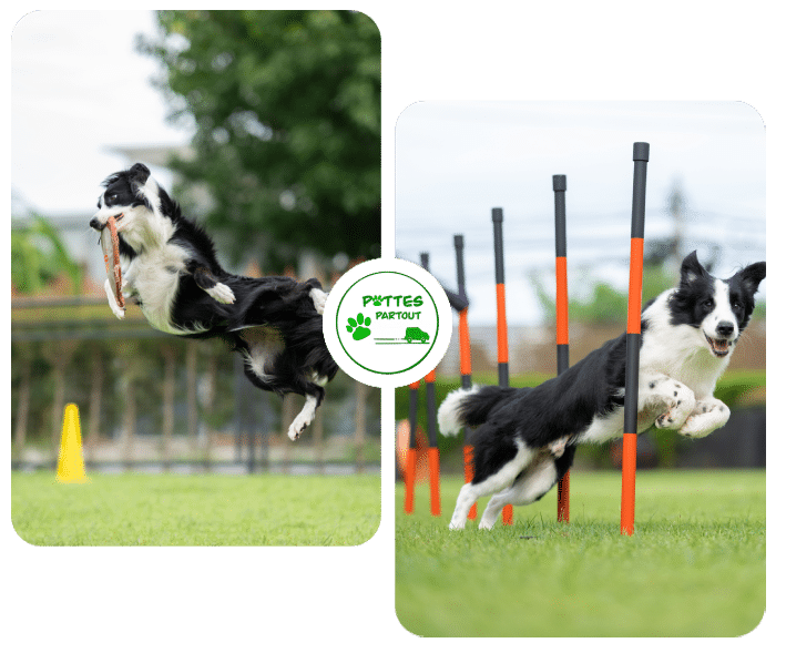 Pattes partout | Dog walking