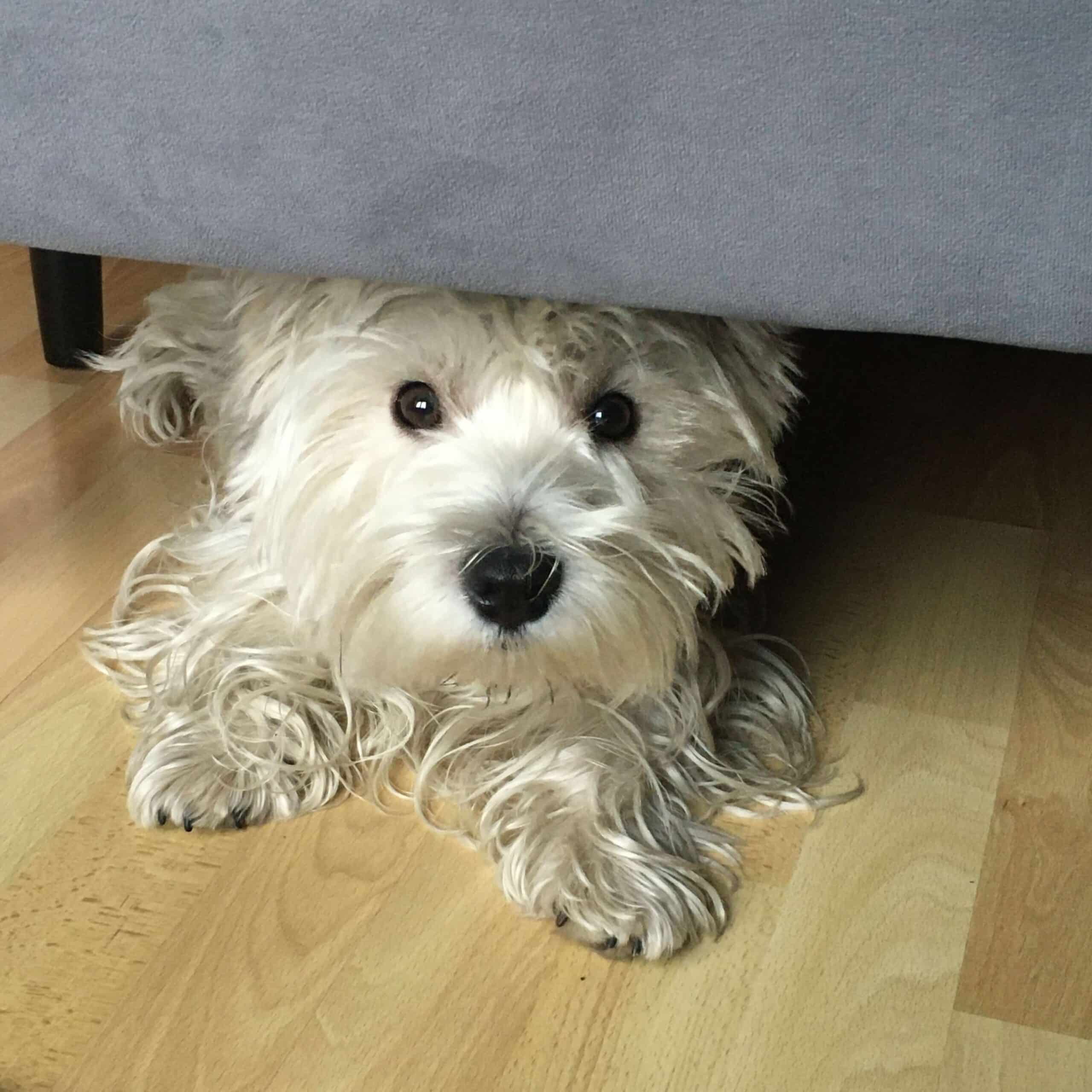 Pattes partout | Accueil Pattes partout | Accueil