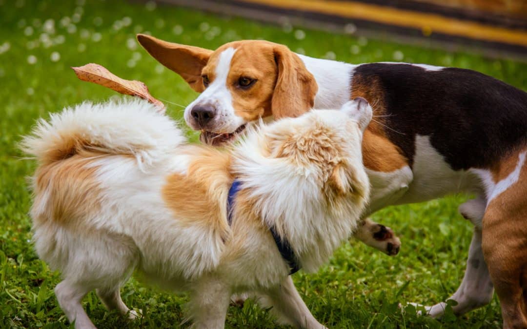 Pattes partout | Que faire de son chien pendant les vacances ? Guide à Namur