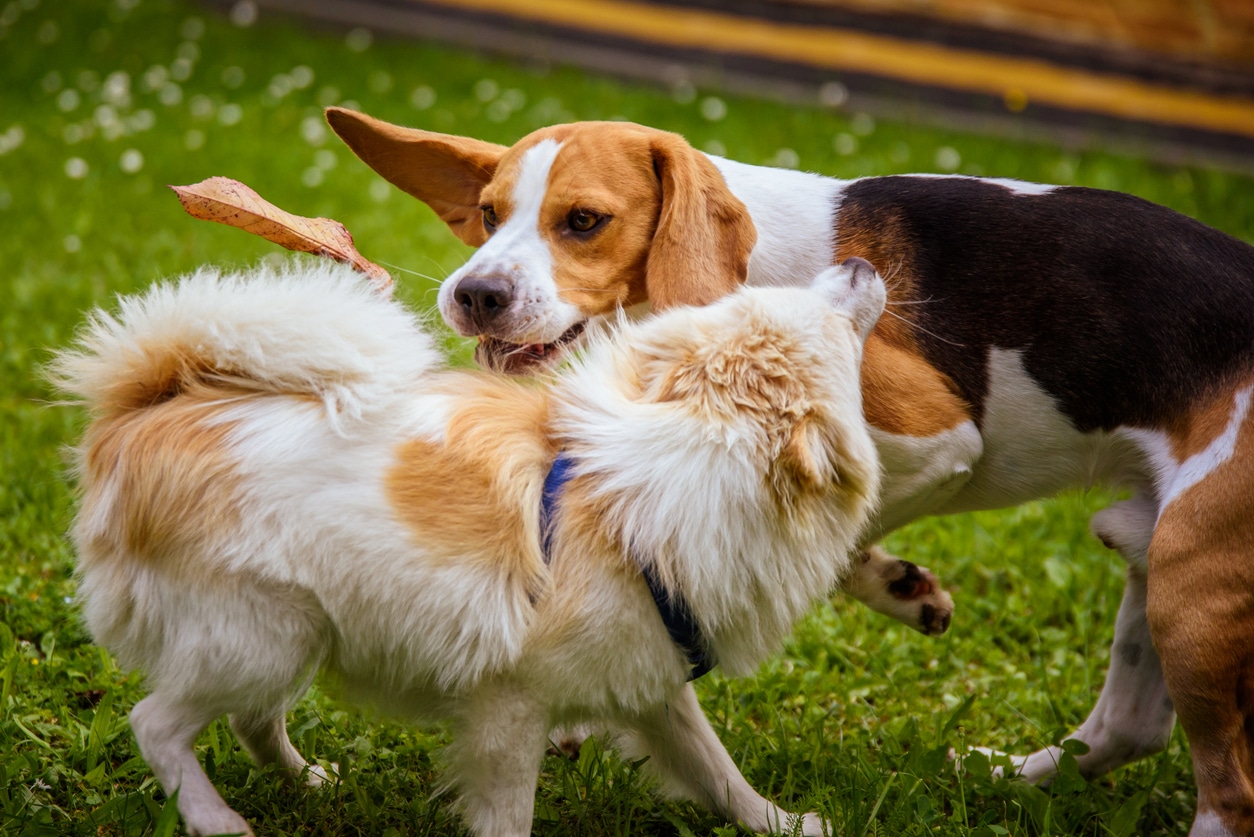 Pattes partout | Dog walking