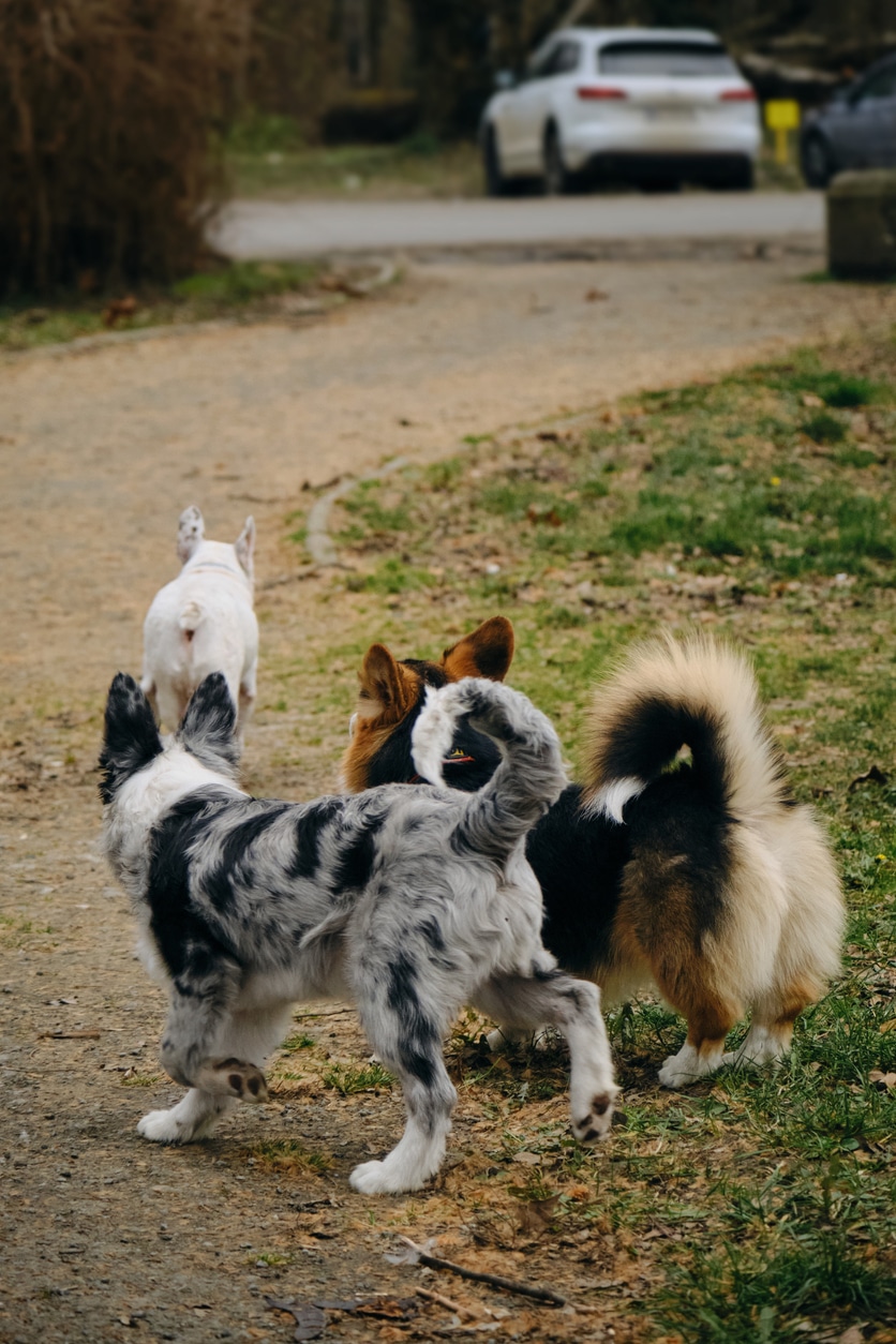 Pattes partout | Dog walking