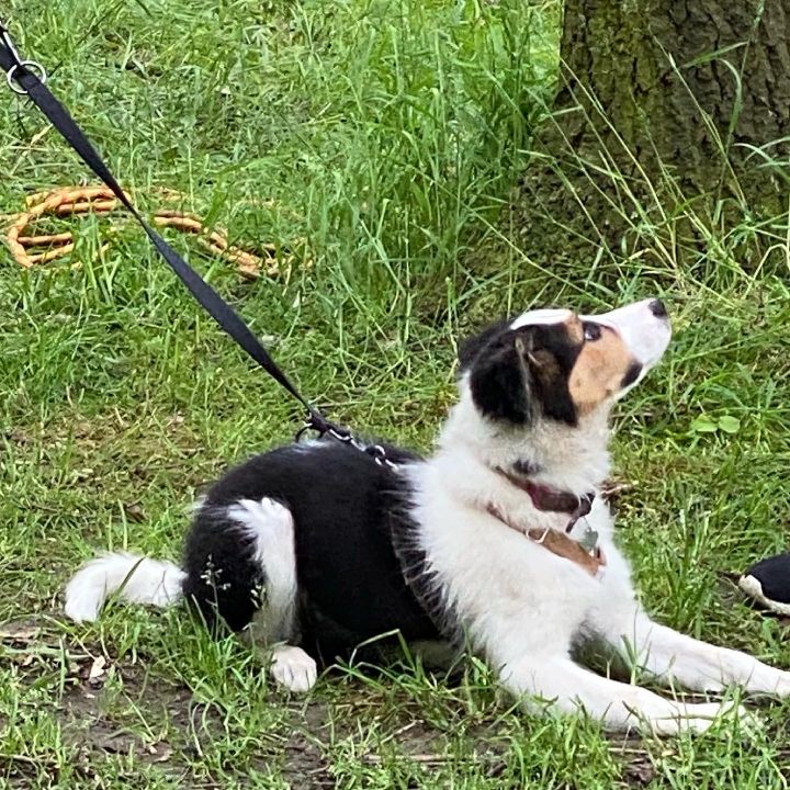 Pattes partout | Accueil Pattes partout | Accueil