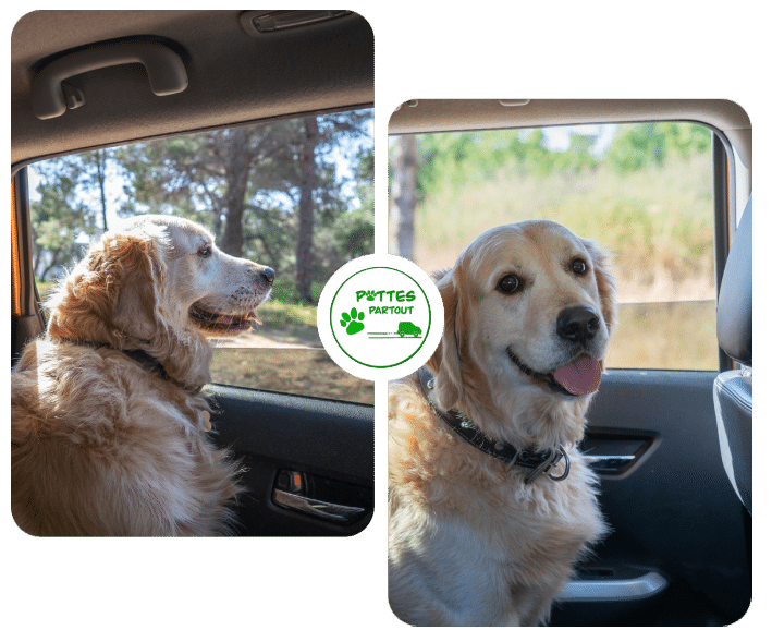 Pattes partout | Taxi pour animaux